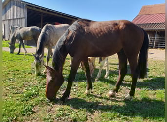 Caballo de deporte alemán, Semental, 2 años