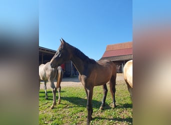 Caballo de deporte alemán, Semental, 2 años