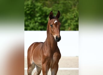 Caballo de deporte alemán, Semental, 2 años, Castaño