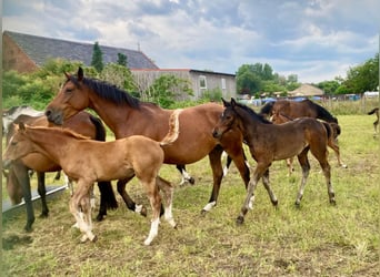 Caballo de deporte alemán, Semental, 2 años, Castaño