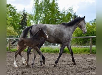 Caballo de deporte alemán, Semental, 2 años, Castaño