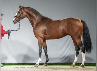 Caballo de deporte alemán, Semental, 2 años, Castaño