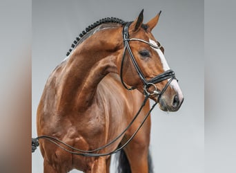 Caballo de deporte alemán, Semental, 2 años, Castaño