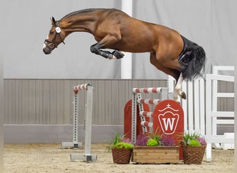 Caballo de deporte alemán, Semental, 2 años, Castaño