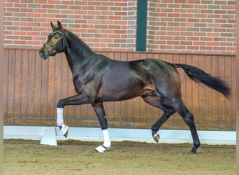 Caballo de deporte alemán, Semental, 2 años, Castaño oscuro