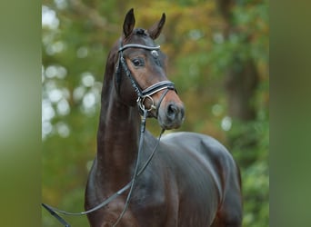 Caballo de deporte alemán, Semental, 2 años, Castaño oscuro