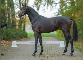 Caballo de deporte alemán, Semental, 2 años, Castaño oscuro