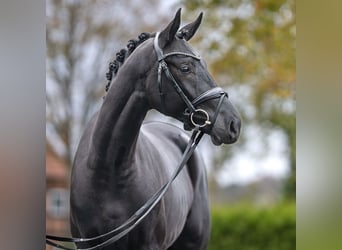 Caballo de deporte alemán, Semental, 2 años, Negro