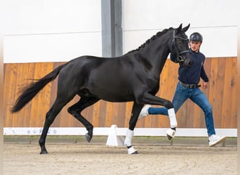 Caballo de deporte alemán, Semental, 2 años, Negro