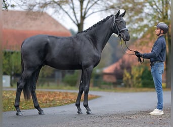 Caballo de deporte alemán, Semental, 2 años, Negro