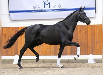 Caballo de deporte alemán, Semental, 2 años, Negro