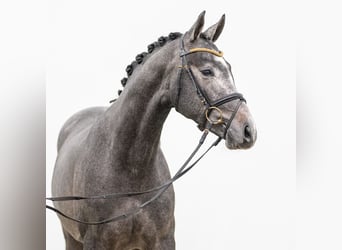 Caballo de deporte alemán, Semental, 2 años, Tordo