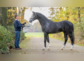 Caballo de deporte alemán, Semental, 2 años, Tordo
