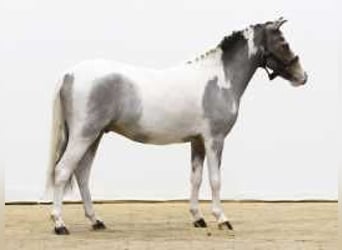 Caballo de deporte alemán, Semental, 3 años, 120 cm, Tordo