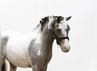 Caballo de deporte alemán, Semental, 3 años, 120 cm, Tordo