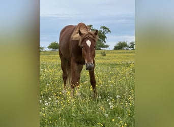 Caballo de deporte alemán Mestizo, Semental, 3 años, 150 cm, Alazán