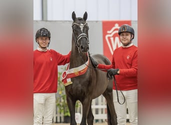 Caballo de deporte alemán, Semental, 3 años, 152 cm, Negro