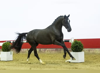 Caballo de deporte alemán, Semental, 3 años, 152 cm, Negro