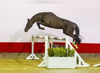 Caballo de deporte alemán, Semental, 3 años, 152 cm, Negro