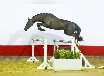 Caballo de deporte alemán, Semental, 3 años, 152 cm, Negro