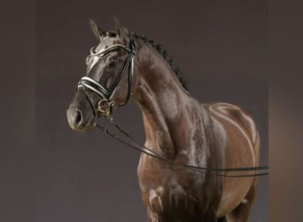 Caballo de deporte alemán, Semental, 3 años, 152 cm, Negro