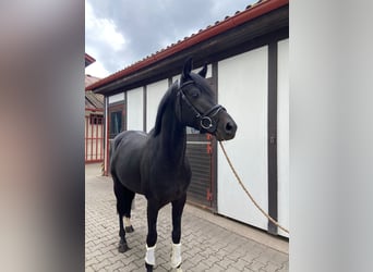 Caballo de deporte alemán, Semental, 3 años, 162 cm, Negro