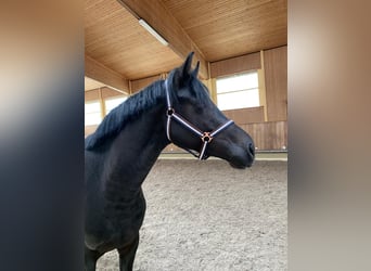 Caballo de deporte alemán, Semental, 3 años, 162 cm, Negro