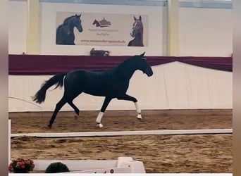 Caballo de deporte alemán, Semental, 3 años, 163 cm, Negro