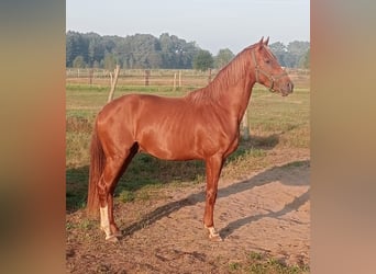 Caballo de deporte alemán, Semental, 3 años, 165 cm, Alazán-tostado