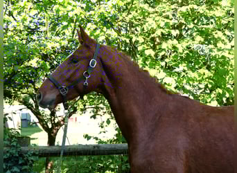 Caballo de deporte alemán, Semental, 3 años, 165 cm