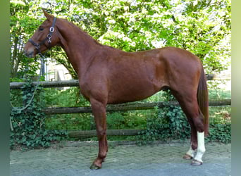 Caballo de deporte alemán, Semental, 3 años, 165 cm