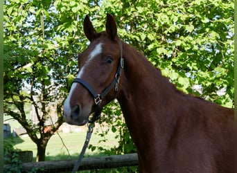 Caballo de deporte alemán, Semental, 3 años, 165 cm