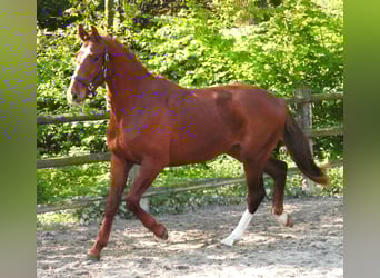Caballo de deporte alemán, Semental, 3 años, 165 cm