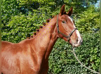 Caballo de deporte alemán, Semental, 3 años, 165 cm