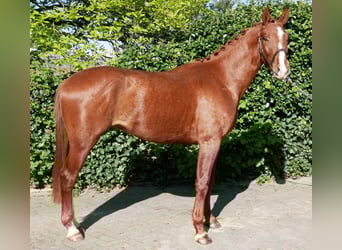 Caballo de deporte alemán, Semental, 3 años, 165 cm