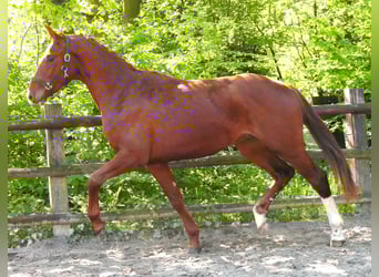 Caballo de deporte alemán, Semental, 3 años, 165 cm