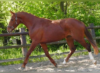 Caballo de deporte alemán, Semental, 3 años, 165 cm