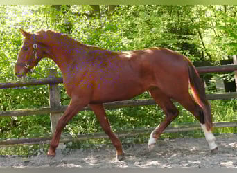 Caballo de deporte alemán, Semental, 3 años, 165 cm