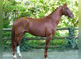 Caballo de deporte alemán, Semental, 3 años, 165 cm