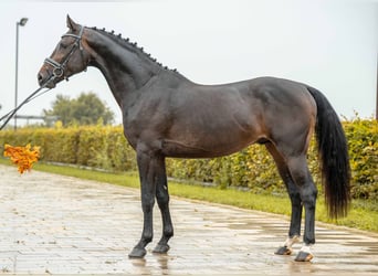 Caballo de deporte alemán, Semental, 3 años, 165 cm, Castaño