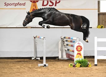 Caballo de deporte alemán, Semental, 3 años, 165 cm, Castaño