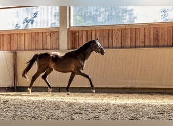 Caballo de deporte alemán, Semental, 3 años, 165 cm, Morcillo