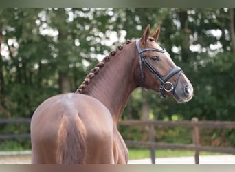 Caballo de deporte alemán, Semental, 3 años, 167 cm, Alazán rojizo