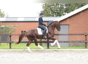 Caballo de deporte alemán, Semental, 3 años, 167 cm, Alazán rojizo