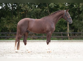 Caballo de deporte alemán, Semental, 3 años, 167 cm, Alazán rojizo