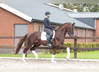 Caballo de deporte alemán, Semental, 3 años, 167 cm, Alazán rojizo