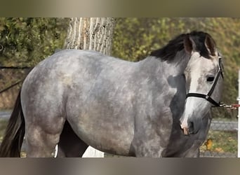 Caballo de deporte alemán, Semental, 3 años, 167 cm, Bayo