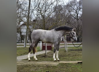 Caballo de deporte alemán, Semental, 3 años, 167 cm, Bayo