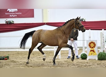 Caballo de deporte alemán, Semental, 3 años, 167 cm, Castaño