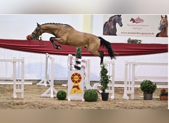 Caballo de deporte alemán, Semental, 3 años, 167 cm, Castaño